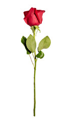 Single rose isolated on white background