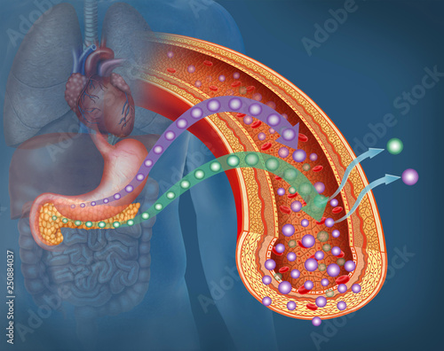 Glucosa insulina y diabetes