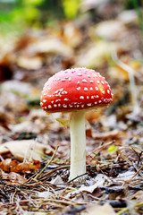 Red fly agaric (amanita muscaria) in the forest.