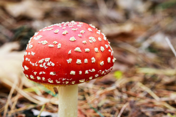 Red fly agaric (amanita muscaria) in the forest.