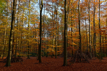 Obraz premium herbstlicher Laubwald bei Ratingen, NRW, Deutschland