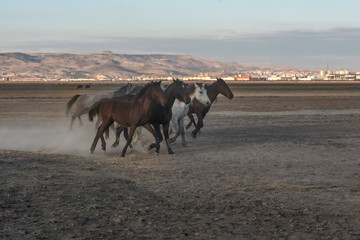 Fototapeta na wymiar running for freedom, wild horses