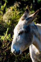 Donkey in the field on a sunny day