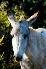 Donkey in the field on a sunny day