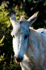 Donkey in the field on a sunny day