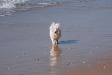 Little dog walking along the sea on wet sand