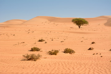Isolated tree in the Wahiba Sand Desert (Oman)