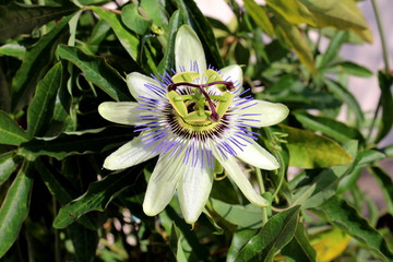 Fully open blooming beautiful unusual Passion fruit or Passiflora edulis or Maracuja or Parcha or...