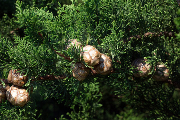 Cypress cones - multiple small cones growing on the cypress tree branch