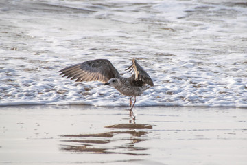 Juvenile seagull with outstretched wings running against the incoming tide, Morocco, Africa