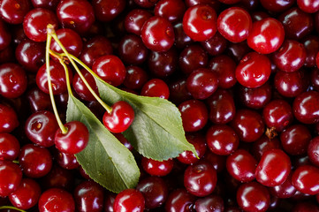 Ripe sweet cherry, harvest of cherry with a leaf