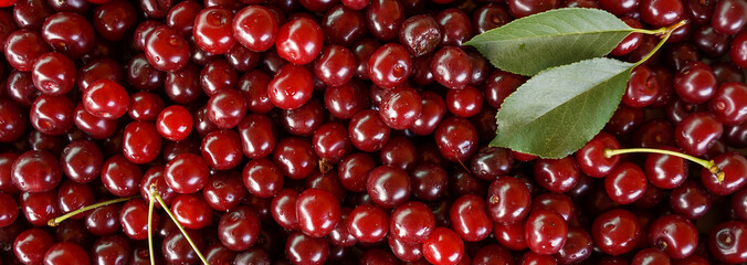Ripe sweet cherry, harvest of cherry with a leaf