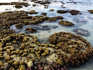 Coral beach front in Phuket,Thailand