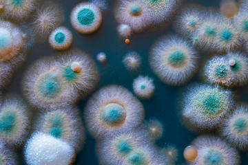 close up petri dish with microbe colony - 250887293