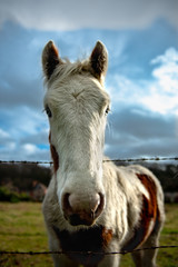 Curious horse looking over the barbed wire fence