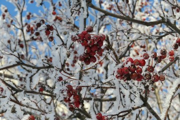 Rowan berries covered with snow and frost in winter season