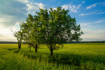Fototapeta na wymiar Drzewa w polu