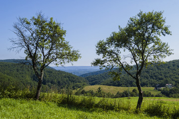 Krajobraz górski z drzewami