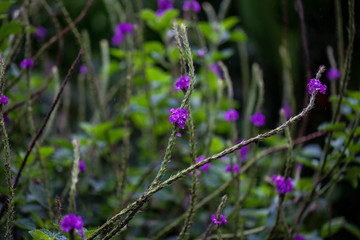 Stachytarpheta is a plant genus in the verbena family (Verbenaceae). The flowers are rich in nectar and popular with many butterflies, colibri. Monteverde rainforest, Costa Rica.