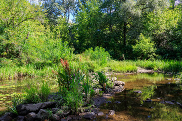 Small river in green forest at summer