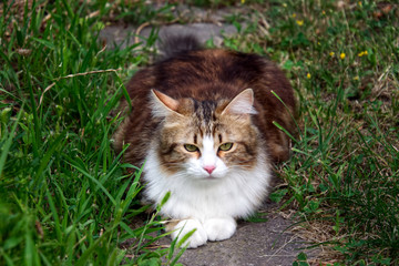 Naklejka na ściany i meble White and brown cat lying on the stone in between grass
