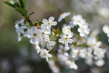 Spring natural flowering of trees in warm sunny weather
