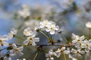 Spring natural flowering of trees in warm sunny weather