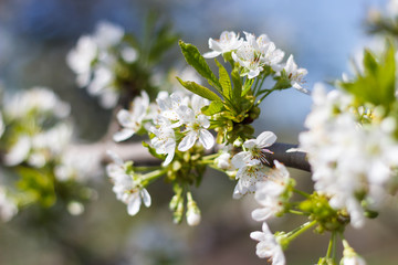 Spring natural flowering of trees in warm sunny weather