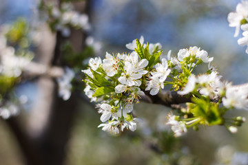 Spring natural flowering of trees in warm sunny weather