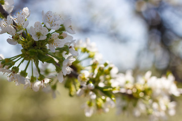 Spring natural flowering of trees in warm sunny weather
