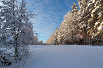 Landscape. Winter forest under the snow.