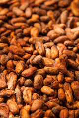 Cocoa beans, drying on a farm in Costa Rica