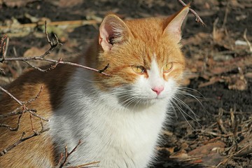 Beautiful redhead cat on the yard, closeup