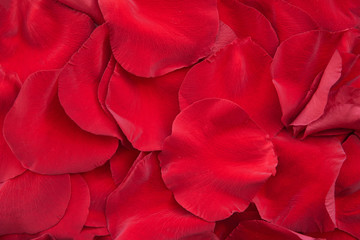Background of red rose petals, close-up, top view