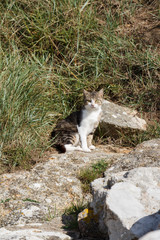 Tabby cat sitting on a stone in a garden