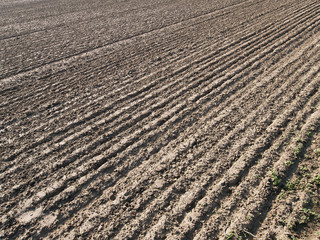 Agriculture Field