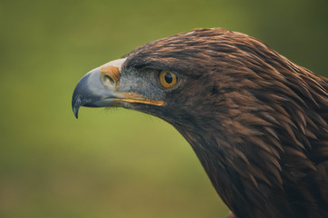 Spectacular portrait of a real eagle. Animal