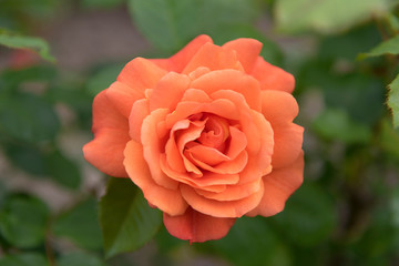 Rosen, Rosenbaum, Garten