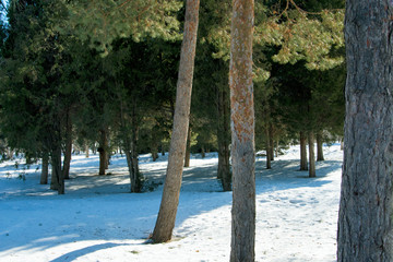 A walk in the Park in winter. Coniferous forest in winter. On fresh air.