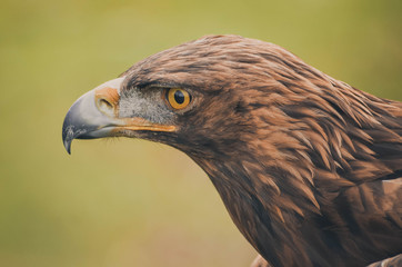 Spectacular portrait of a real eagle. Animal