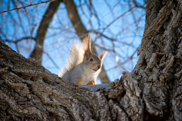 Red Eurasian squirrel sitting on a tree in the winter Park. Walk in the Park in winter.