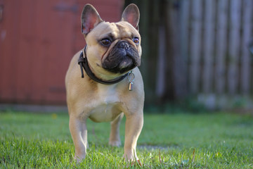 French Bulldog In Garden