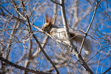 Eurasian red squirrel hanging on the branches, and peels the bark and break branches. Preparation for Spring. Protein makes the house. Walk in the winter Park.