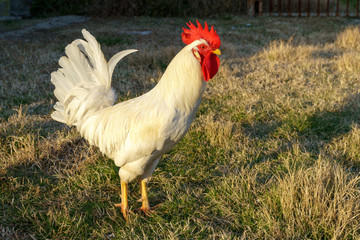 Life on the farm with the chickens and rooster - Powered by Adobe