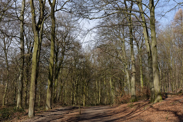 Laubwald im Winter, Naturschutzgebiet Hülser Berg, Krefeld, NRW, Deutschland