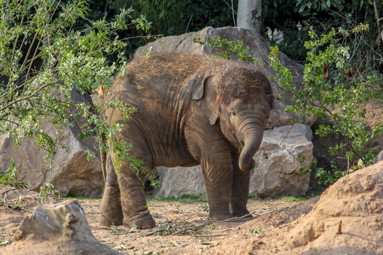 Baby Elephant Playing - Powered by Adobe