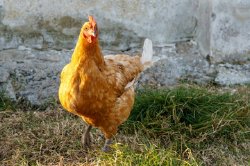 The white rooster and red hens on the farm at sunset.