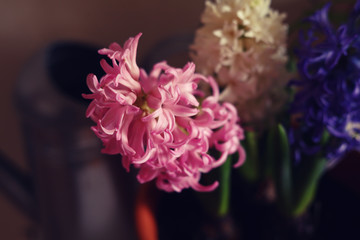 Obraz premium potted hyacinths ,spring background