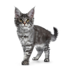 Very cute blue tabby Maine Coon cat kitten, standing side ways on hind paws like meerkat. Looking at camera with pretty yellow and green eyes. Isolated on white background. Tail fierce in air.