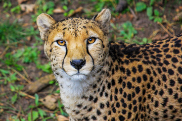 Cheetah Looking At Camera
